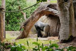 GORILLAS-22NOV22(2)